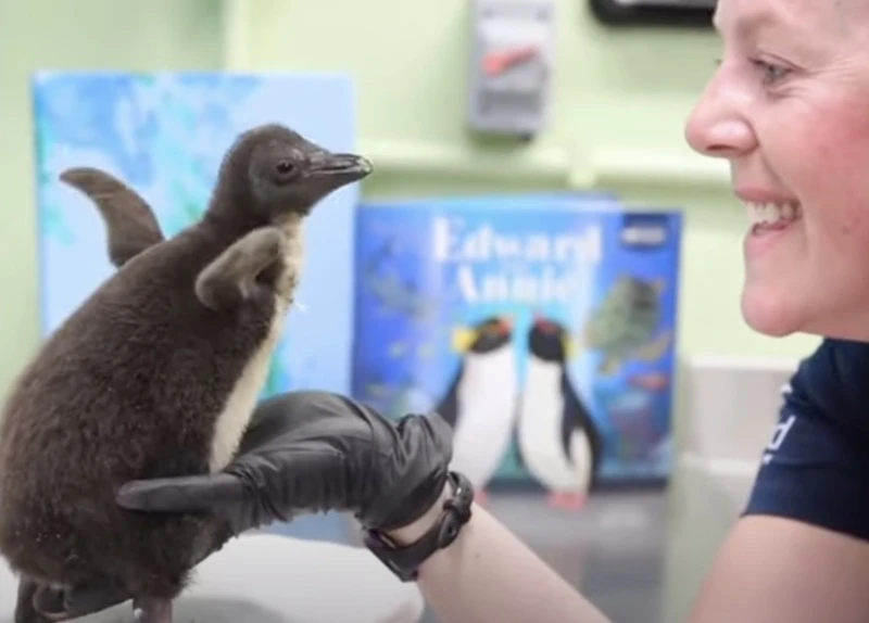 pingwin skalny Shedd Aquarium
