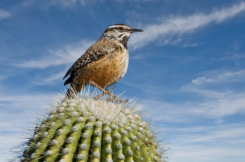 kaktus ptak
